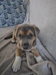 Reunited Male Dog last seen Knights Griffin Road and Kelso Road, Thonotosassa, FL 33592