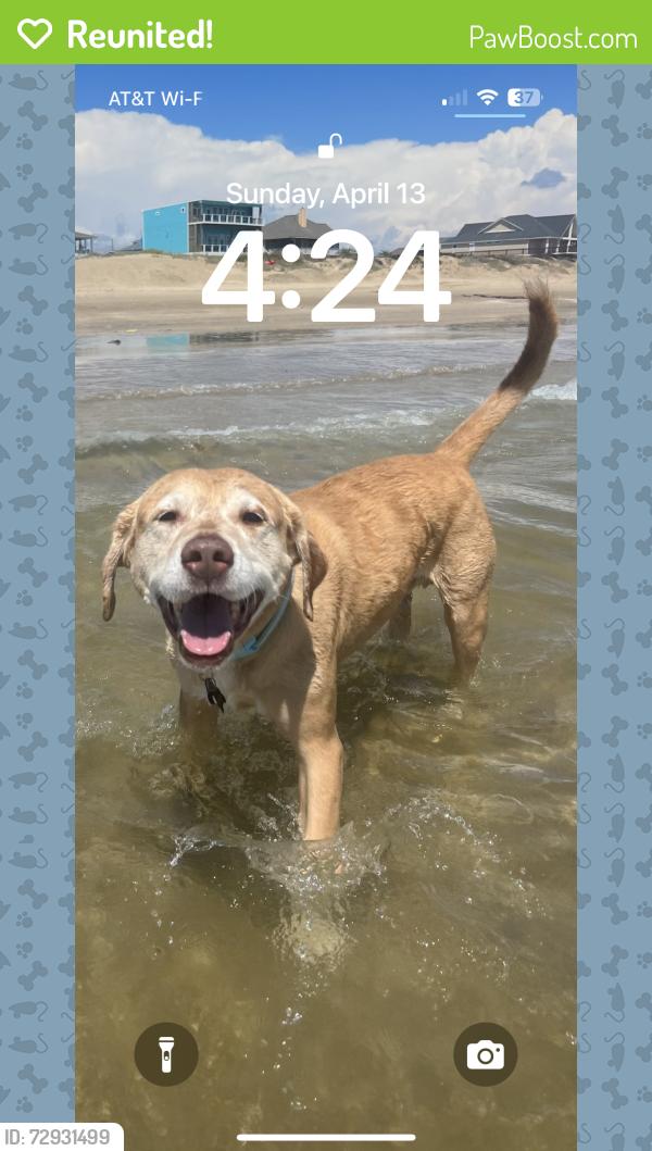 Reunited Male Dog last seen Bermuda and warm springs , Las Vegas, NV 89123