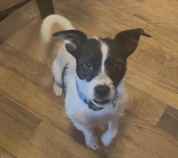 Reunited Male Dog last seen Nuway circle 321, Lenoir, NC 28645