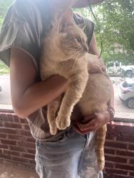 Found/Stray Male Cat last seen Wyoming , St. Louis, MO 63118