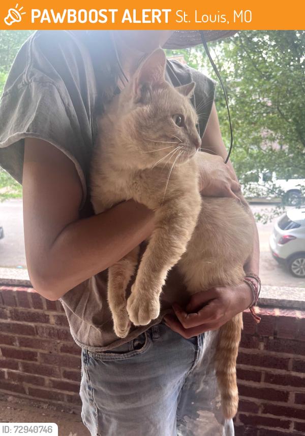 Found/Stray Male Cat last seen Wyoming , St. Louis, MO 63118