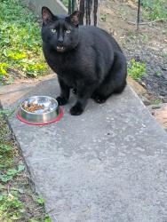 Found/Stray Unknown Cat last seen Osborne Lane and Callander Lane, Wallingford, PA 19086