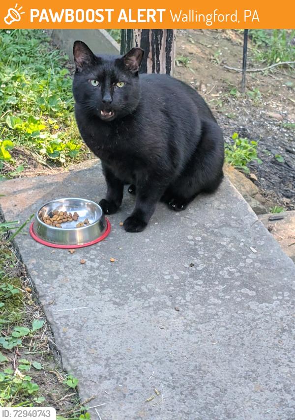 Found/Stray Unknown Cat last seen Osborne Lane and Callander Lane, Wallingford, PA 19086