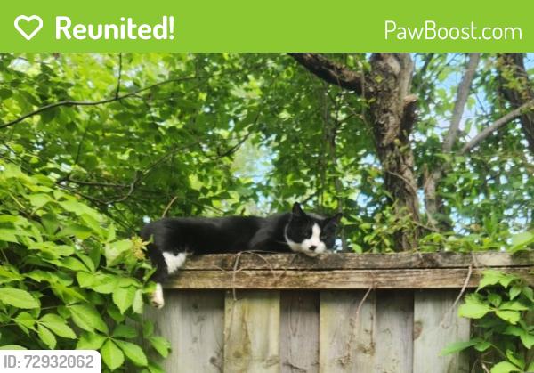 Reunited Male Cat last seen Park Lake and Webster Road Bath MI, Bath Township, MI 48808