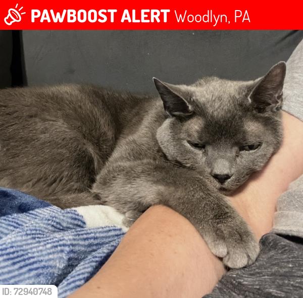 Lost Male Cat last seen Reese and Ohio, Woodlyn, PA 19033