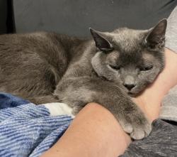 Lost Male Cat last seen Reese and Ohio, Woodlyn, PA 19033