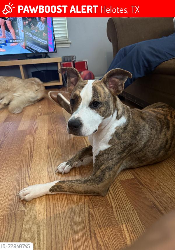 Lost Female Dog last seen Redwood Valley , Helotes, TX 78023