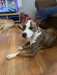 Lost Female Dog last seen Redwood Valley , Helotes, TX 78023