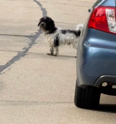 Lost Unknown Dog last seen Neighborhood south of Munson Rd and west of Center St, Mentor, OH 44060