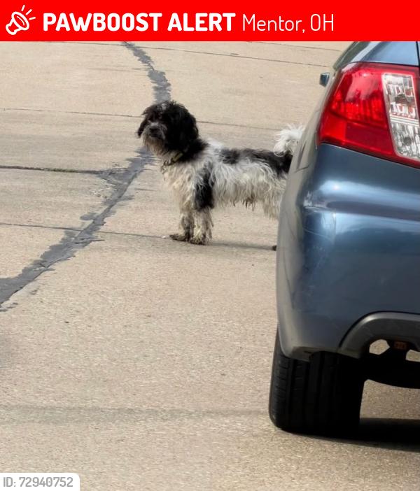 Lost Unknown Dog last seen Neighborhood south of Munson Rd and west of Center St, Mentor, OH 44060