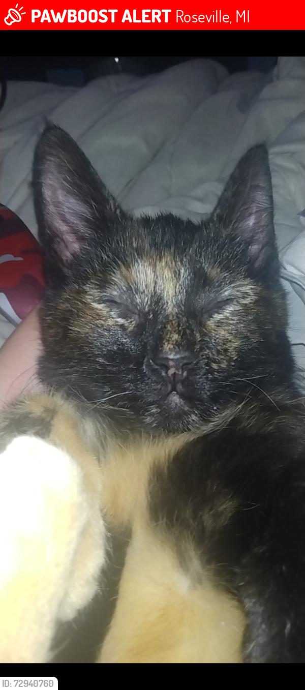 Lost Female Cat last seen Near & gratiot, Roseville, MI 48066