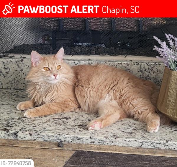 Lost Female Cat last seen St. Thomas Church Rd and Wessinger Rd, Chapin, SC 29036
