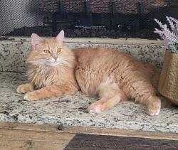 Lost Female Cat last seen St. Thomas Church Rd and Wessinger Rd, Chapin, SC 29036