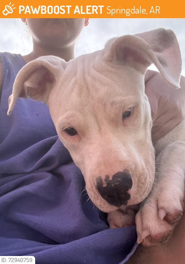 Found/Stray Female Dog last seen Forest Bowen Park, Springdale, AR 72764