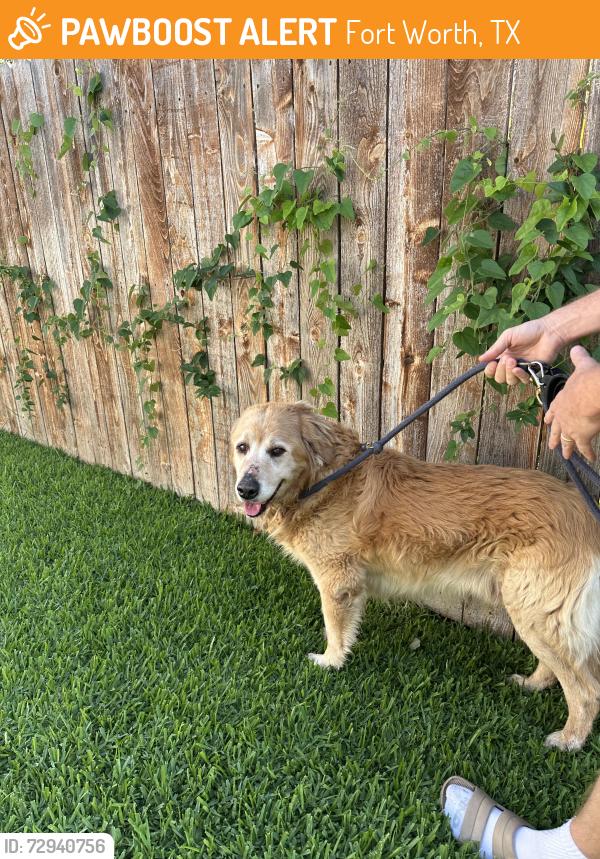 Found/Stray Male Dog last seen Anita Ave, Fort Worth, TX 76109