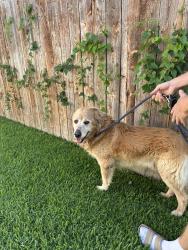 Found/Stray Male Dog last seen Anita Ave, Fort Worth, TX 76109