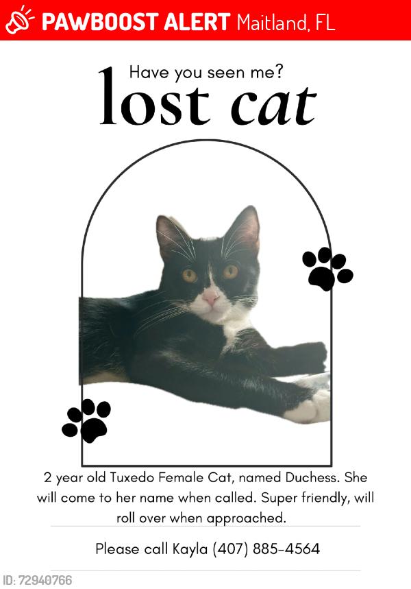 Lost Female Cat last seen Derbyshire, Maitland, FL 32751