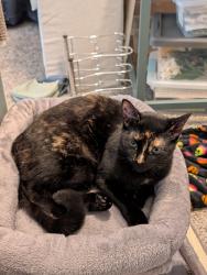 Found/Stray Female Cat last seen Circle K, Chattanooga, TN 37415