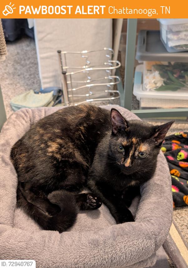 Found/Stray Female Cat last seen Circle K, Chattanooga, TN 37415