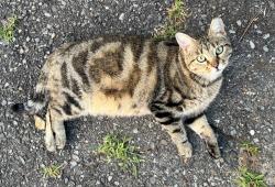 Lost Female Cat last seen Hwy 37 between Quitman and Winnsboro, TX, Quitman, TX 75783