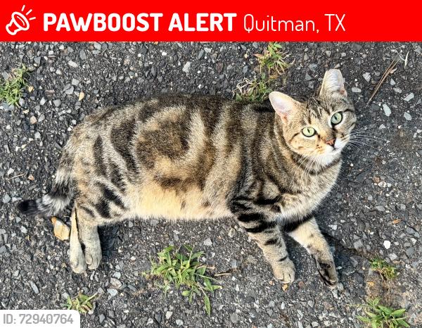 Lost Female Cat last seen Hwy 37 between Quitman and Winnsboro, TX, Quitman, TX 75783