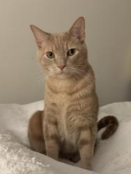 Reunited Male Cat last seen 85th and fort Hamilton , Brooklyn, NY 11209