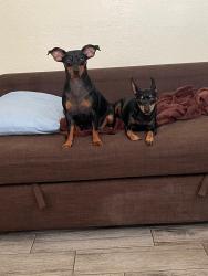 Reunited Female Dog last seen Cortland st / Bullis st , Lynwood, CA 90262