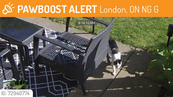 Found/Stray Unknown Cat last seen Limberlost Rd., London, ON N6G 4G2
