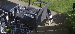 Found/Stray Unknown Cat last seen Limberlost Rd., London, ON N6G 4G2