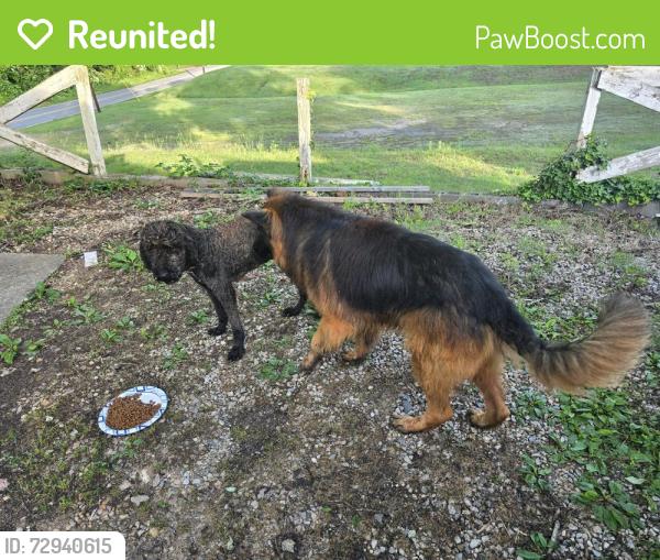 Reunited Female Dog last seen Airport Rd, Marion, NC 28752
