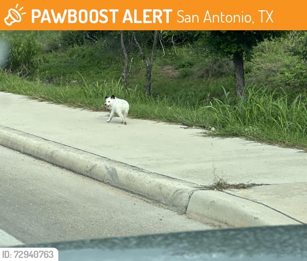 Found/Stray Unknown Dog last seen Near Ingram CVS and Silver Oaks apmts, San Antonio, TX 78251