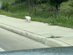 Found/Stray Unknown Dog last seen Near Ingram CVS and Silver Oaks apmts, San Antonio, TX 78251