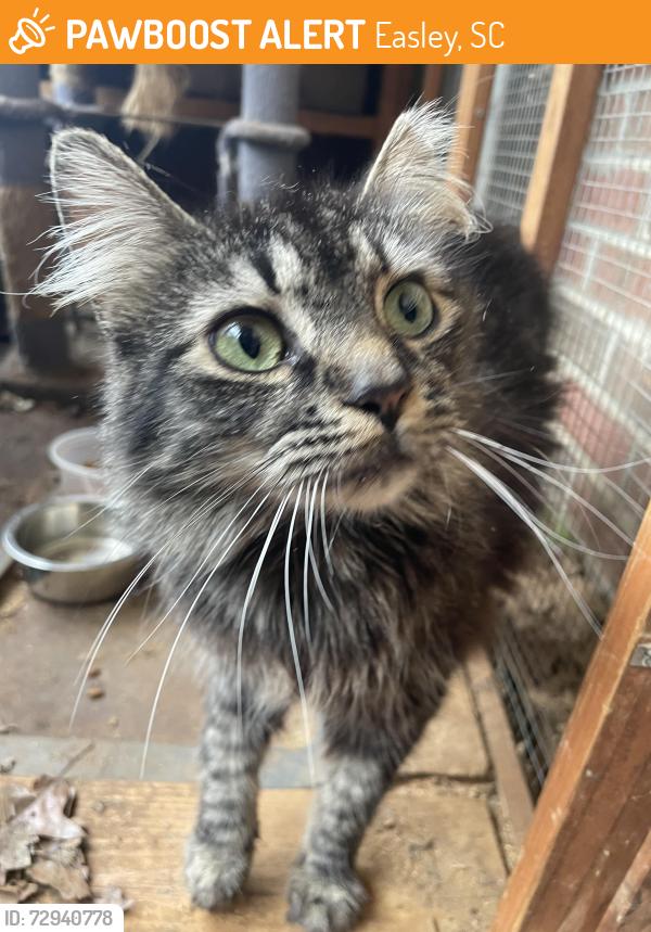 Found/Stray Unknown Cat last seen Wash world car wash , Easley, SC 29642