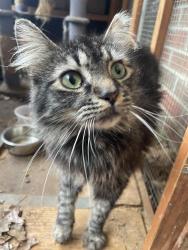 Found/Stray Unknown Cat last seen Wash world car wash , Easley, SC 29642