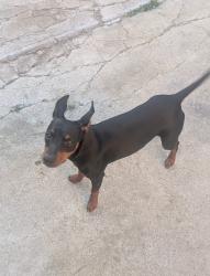 Reunited Male Dog last seen Cortland st / Bullis st , Lynwood, CA 90262