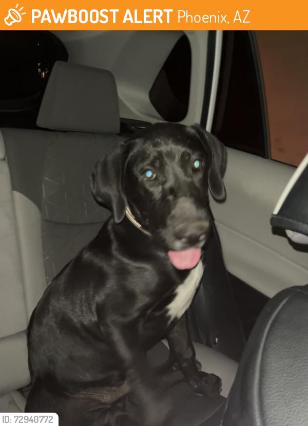 Found/Stray Male Dog last seen Central Avenue & McKinley, by Snooze and Central Records, Phoenix, AZ 85004