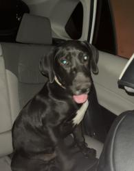 Found/Stray Male Dog last seen Central Avenue & McKinley, by Snooze and Central Records, Phoenix, AZ 85004