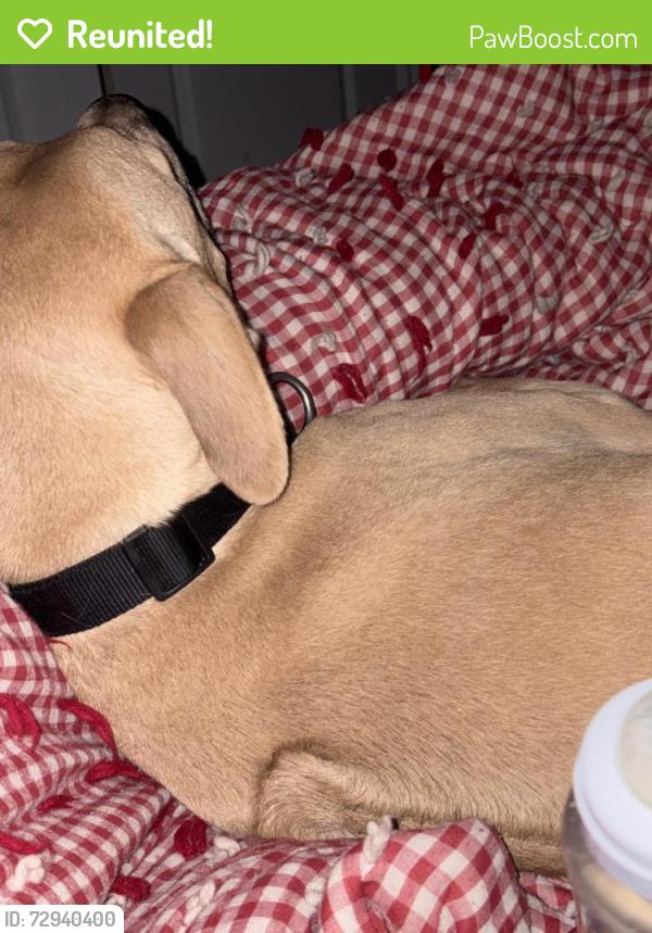 Reunited Male Dog last seen Gordon Avenue and 2200 West, Layton, UT 84041