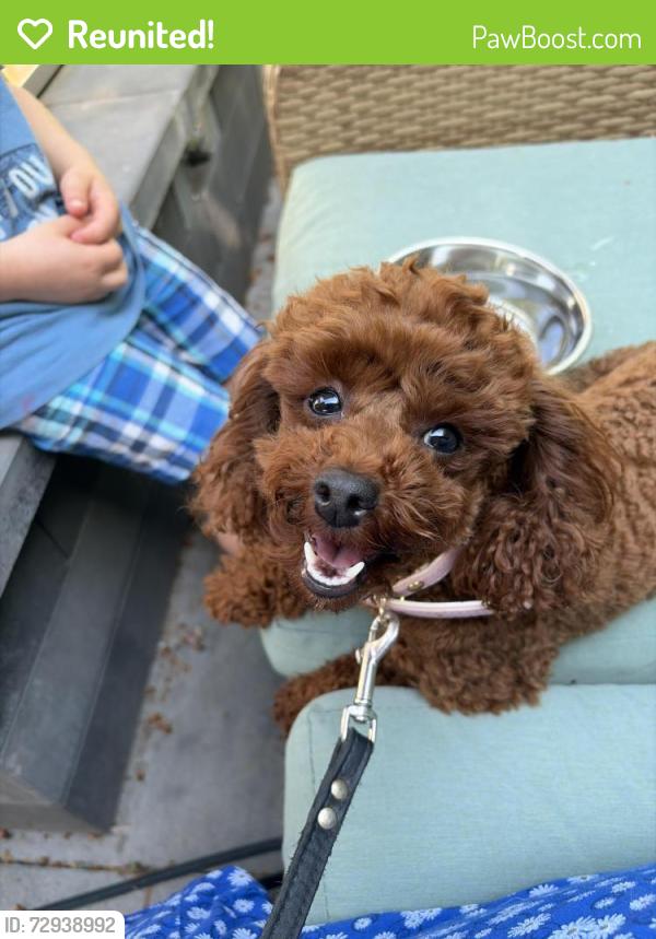 Reunited Female Dog last seen Near street and 95 avenue, Delta, BC V4C 3T1