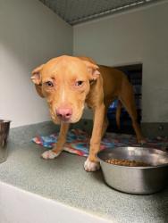 Shelter Stray Female Dog last seen Gunsight Terrace, North Chesterfield, VA, 23237, Chesterfield, VA 23832