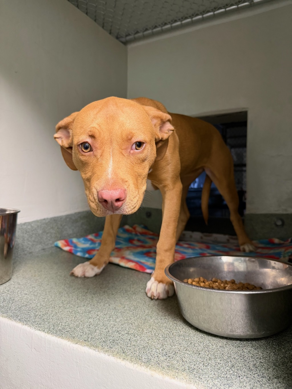 Shelter Stray Female Dog last seen Gunsight Terrace, North Chesterfield, VA, 23237, Chesterfield, VA 23832