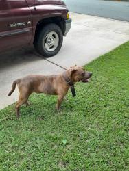 Found/Stray Male Dog last seen Saint Augustine Parkway and Saint Isabella CT, Locust Grove, GA 30248