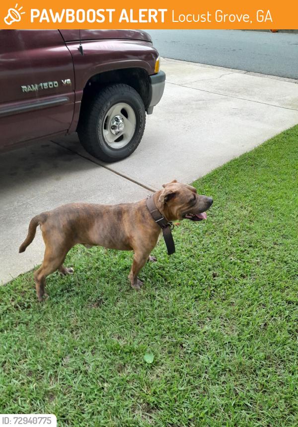 Found/Stray Male Dog last seen Saint Augustine Parkway and Saint Isabella CT, Locust Grove, GA 30248