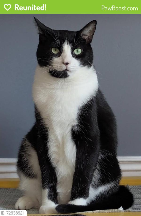 Reunited Male Cat last seen Forest between Driftwood and Stonehenge , Kitchener, ON N2N 1X6