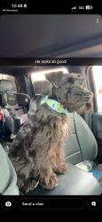 Reunited Male Dog last seen Near W Ohio Ave, Midland, TX 79703, USA, Midland, TX 79703