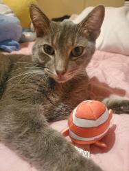 Lost Male Cat last seen West Bartlett Road, Bartlett, IL 60103