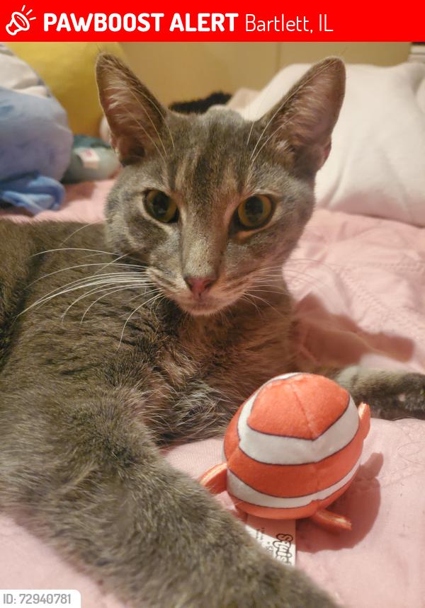 Lost Male Cat last seen West Bartlett Road, Bartlett, IL 60103