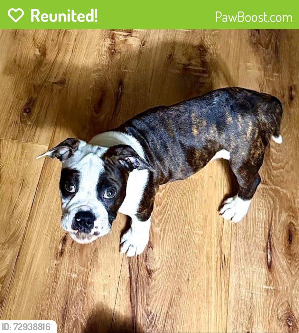 Reunited Male Dog last seen Near Mission Gorge Rd. Santee, CA 92071 ·, Santee, CA 92071