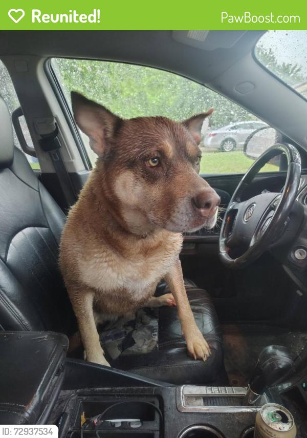 Reunited Female Dog last seen Harry and Edgemoor St, Wichita, KS 67218