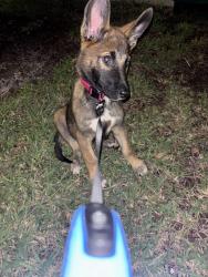 Reunited Female Dog last seen North Miami Beach, fl, North Miami Beach, FL 33179